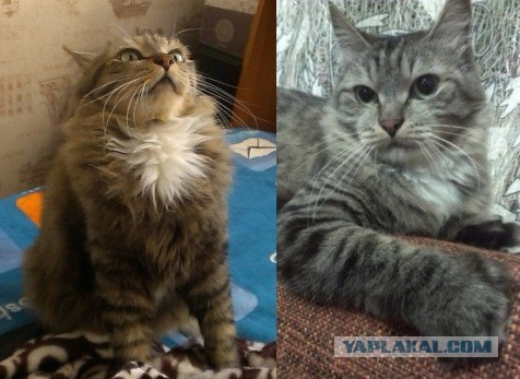 Вредный кот.