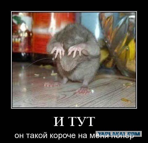 Сколько крысу не корми