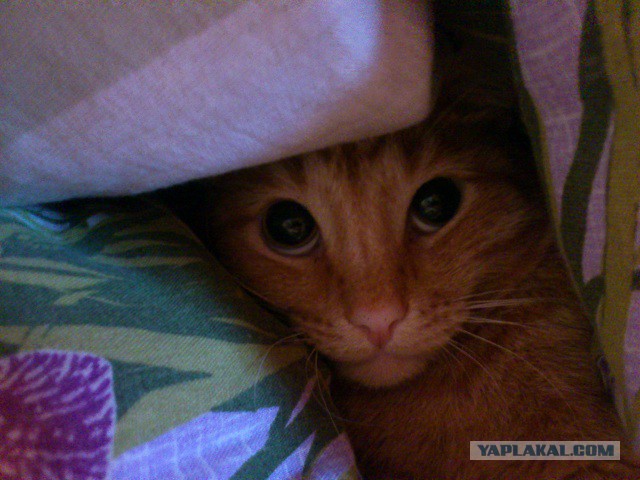 Котовторник 31.03.2015