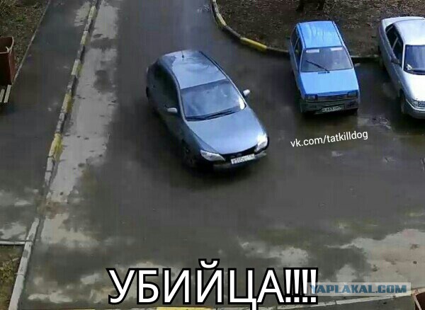 Водитель задавил собаку, отдыхавшую во дворе