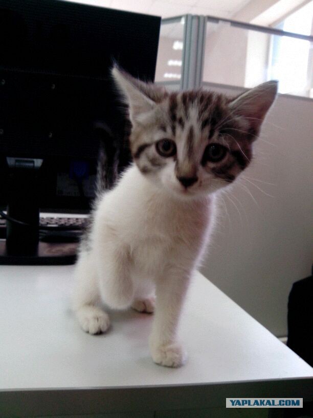 Котовторник  21.07.2015