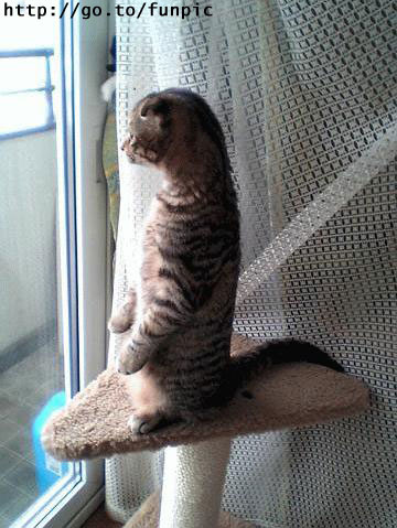 Коты, кошки, котята