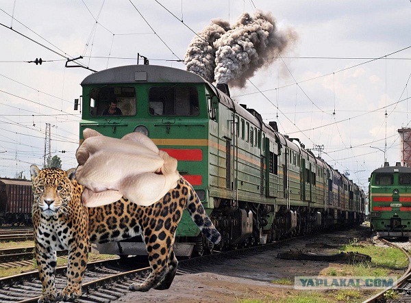 Курица на Ягуаре не пропустила поезд! Он ее снес!