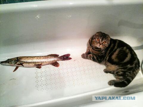 Захожу с утра в ванную...