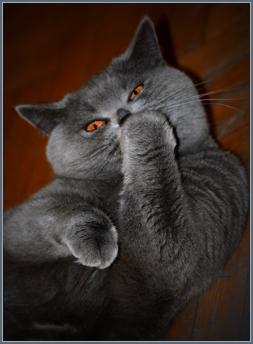 Коты, кошки, котята
