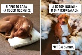 Весь в хозяина