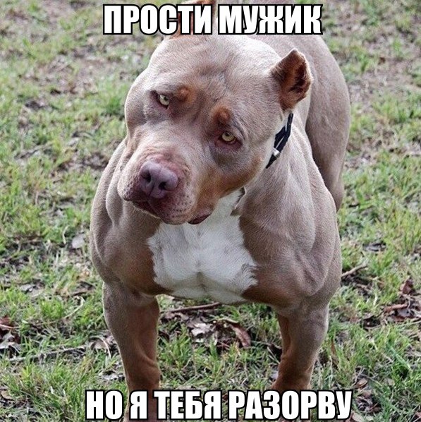 Мохнатые беспредельщики