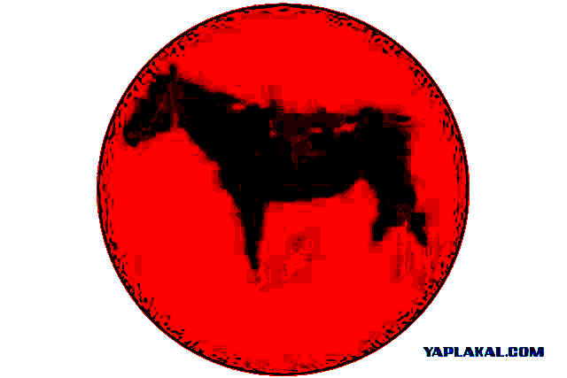 Иллюзия с лошадью в центре круга заставила комплексовать пользователей сети