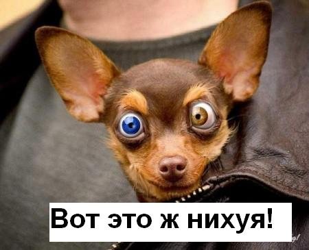 Медвежья сила