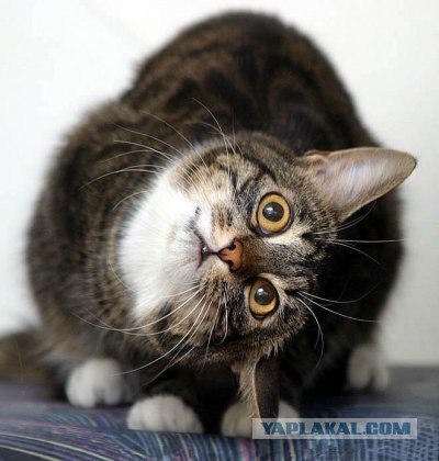 Купил коту вкусняшку в Пятерочке