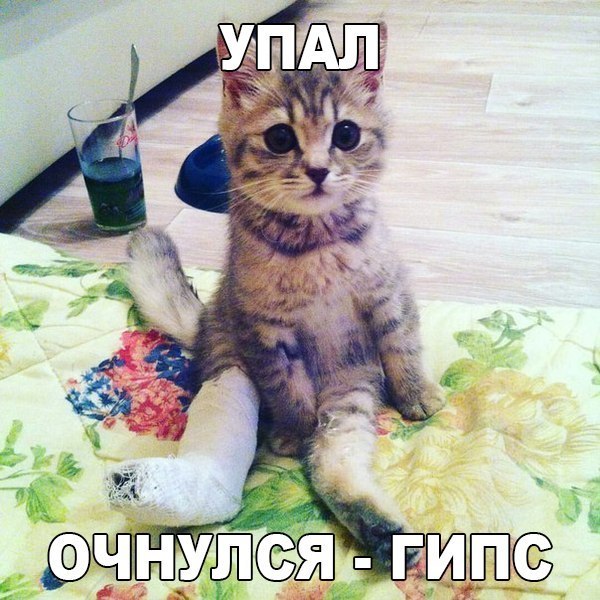Прикольные животные