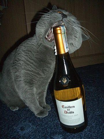 Коты из сети