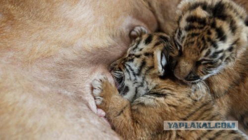 Отказалась употреблять рвоту пчел