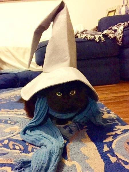 Коты и Кошки