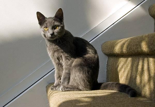 Коты и Кошки