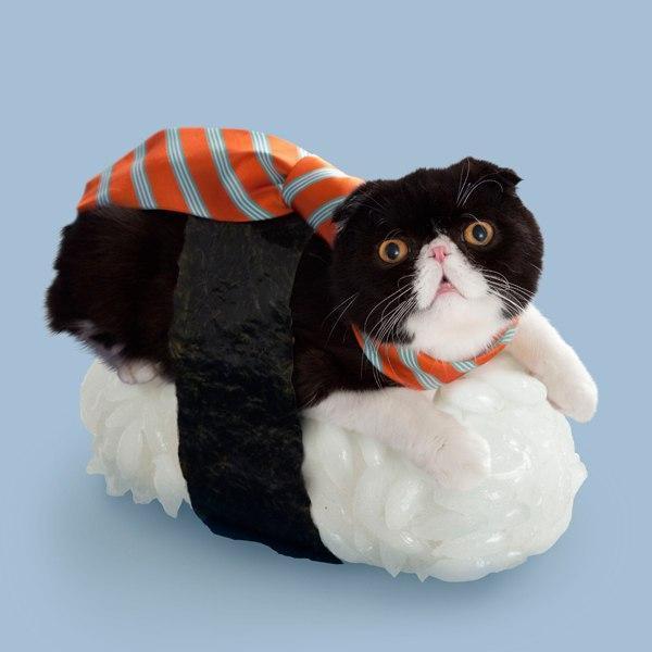 Коты и Кошки