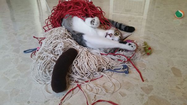 Кошка запуталась в нитках. Кот запутался. Кот с нитками. Котёнок и клубок. Котенок замотался в нитках.