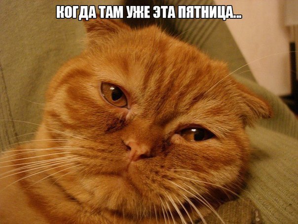 100 картинок для поднятия настроения!