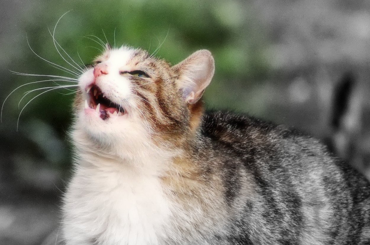 Кошка нормально. Кошка нормально