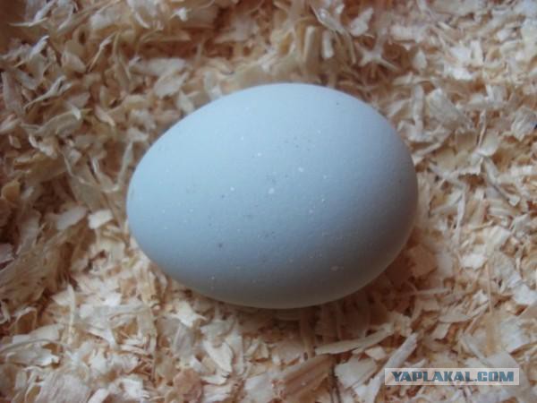 Отличие белых и коричневых куриных яиц
