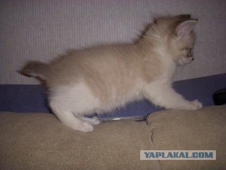 Голубоглазый кот с кургузым хвостом