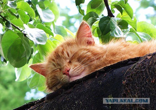 Котовторник 27 июля: лучше сидеть лежа!