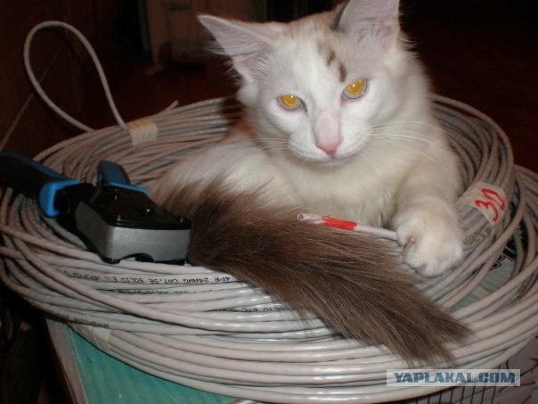 Котовторник?