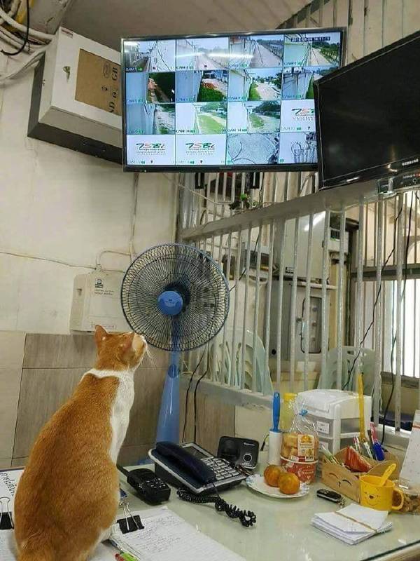 Прикольных котов пост