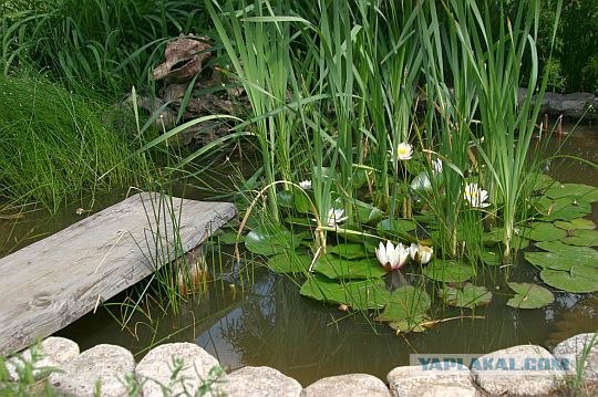 Жизнь собачья и котячья