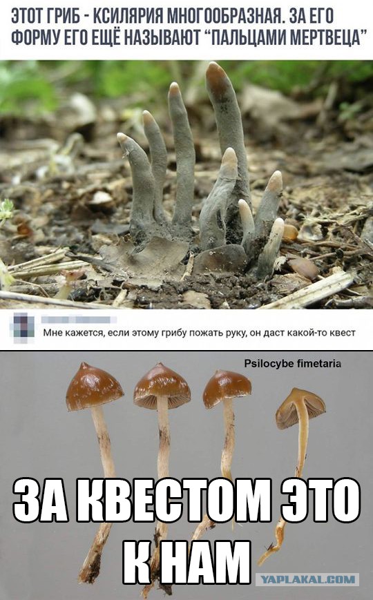Чернушки вот вам принёс