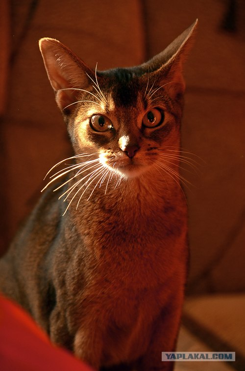 Котовторник так котовторник!