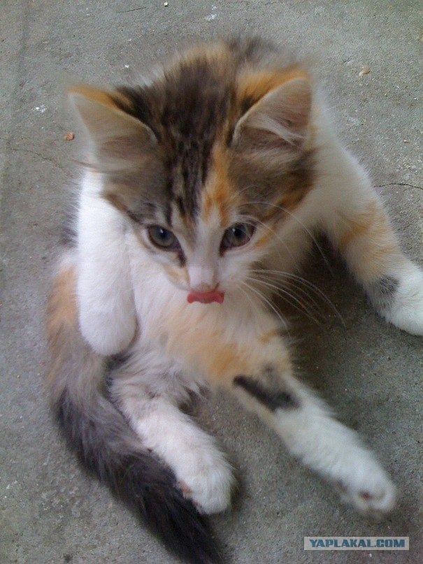 Котовторник 22.11.11
