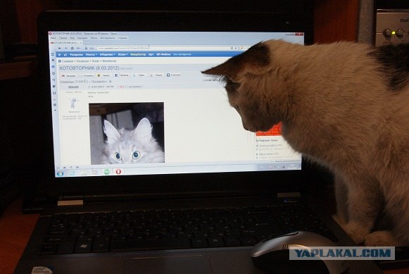 КОТОВТОРНИК (6.03.2012)