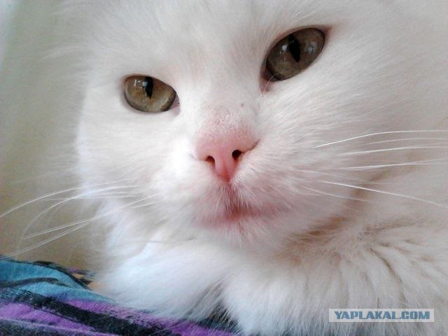 Котовторник 1 мая 2012