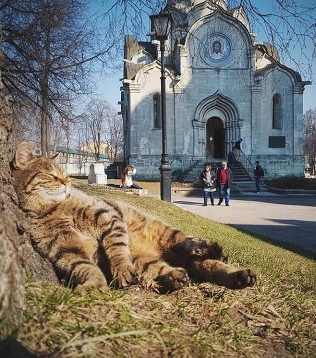 Живность из сети