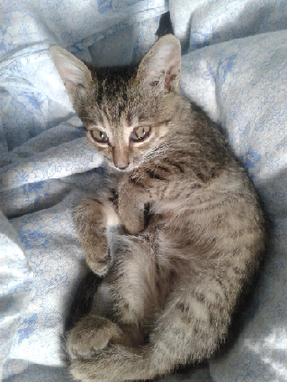 Котовторник однако