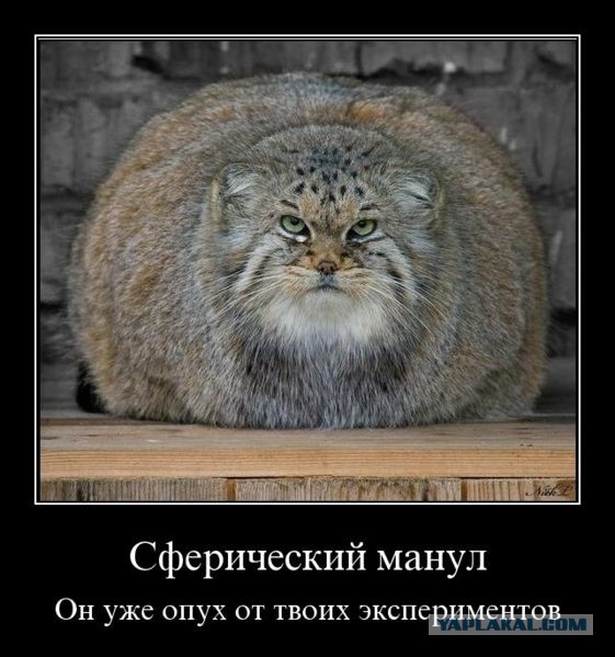 Этот взгляд