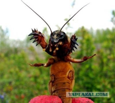 Помогите! Делю мужа с соседкой: что делать?