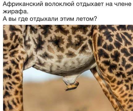 Не шутите с птицами!