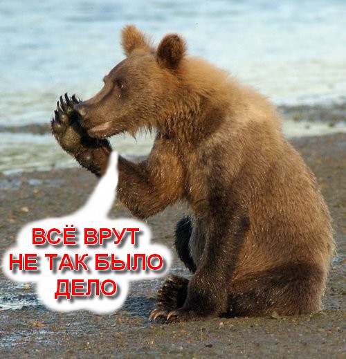 Медвежий переполох на съемках в Канаде