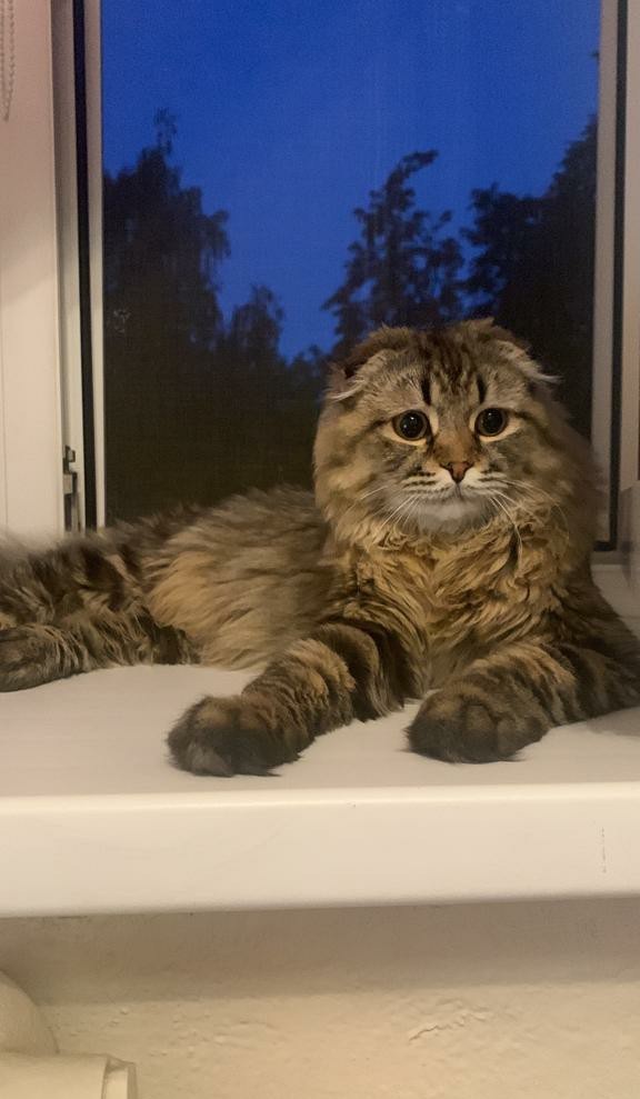 Наша коша