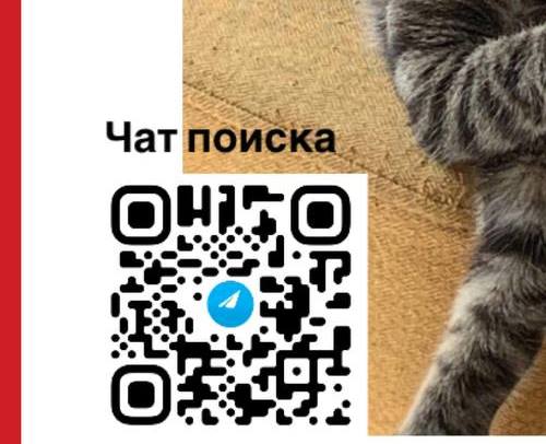Эпопея со сбежавшим в А/П "Внуково" котом закончилась
