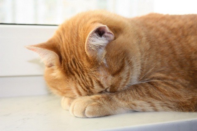 Позы для сна у кошек - что они означают?