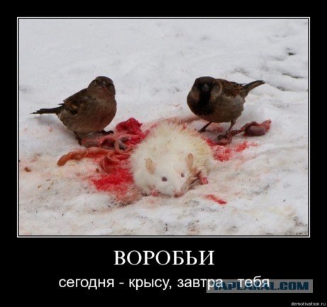 Почему воробья назвали  воробьём?