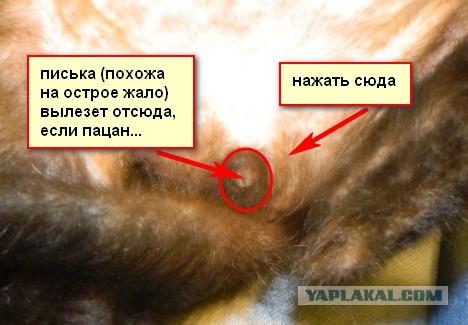 Новый член семьи