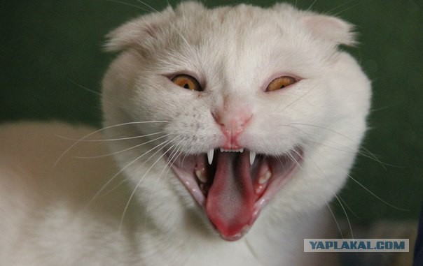 А у тебя есть фото твоей зевающей котейки ?