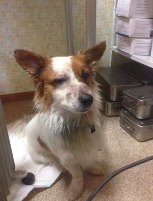 Бросилась в ледяную воду спасать пса