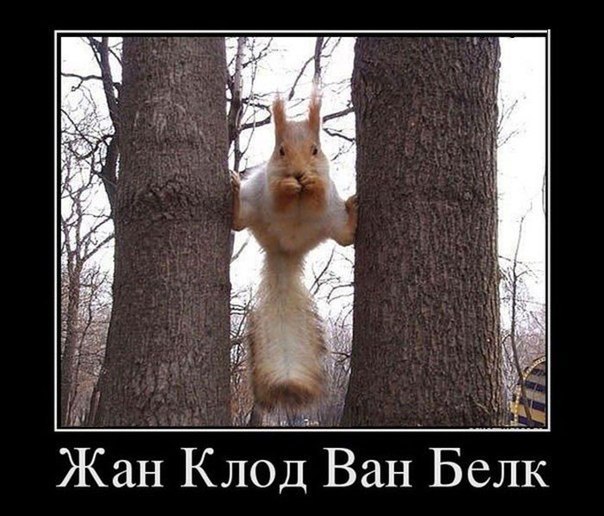 Мохнатые беспредельщики