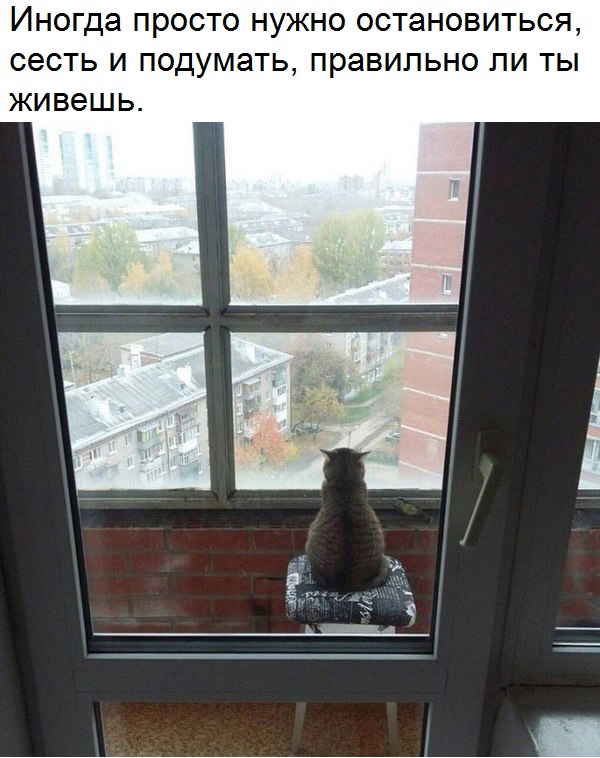 Котовторник 2.05.2017