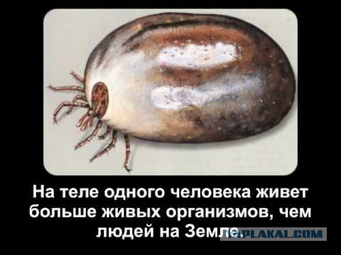 Подборка малоизвестных, а иногда и спорных исторических фактов
